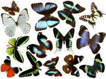 rodzaje motyli