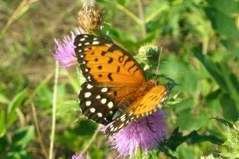 Female Regal Fritillary