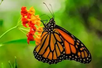 Papillon monarque à Mexico