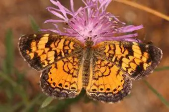 Halbmondfleck-Schmetterling