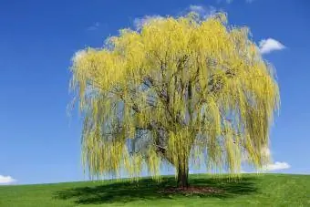 ต้นวิลโลว์ฤดูใบไม้ผลิตัดกับท้องฟ้าสีคราม