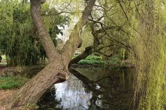 Umiiyak na Willow sa pond