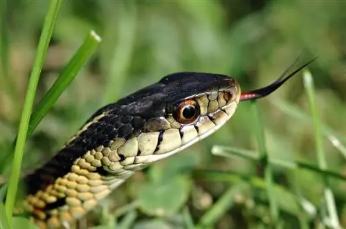 Foto për të identifikuar llojet e gjarpërinjve të kopshtit