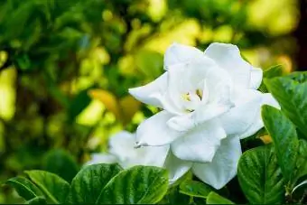Bijeli cvijet gardenije na grmu izbliza