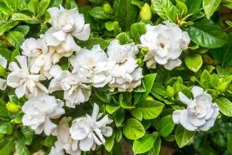 Dawb gardenias