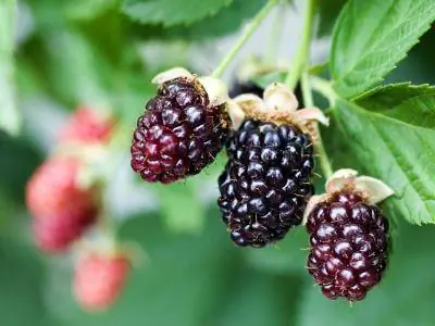 Pruning Blackberries