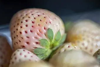 nærbilde av pineberry