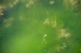 paglaki ng algae sa pond