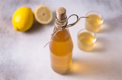 Sådan laver du levende & friske cocktailbuske (+ opskrifter)