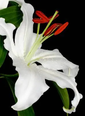 hoa huệ Casablanca