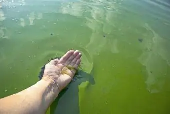 Hand som rör gröna alger