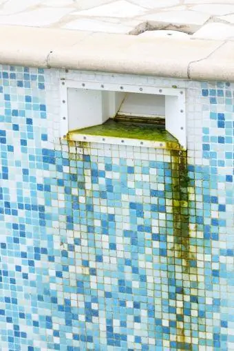 Grunge e algave jeshile përpara pastrimit të pishinës me pllaka