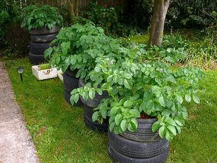 Cultive batatas em pneus