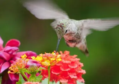 Lantana-Blumen