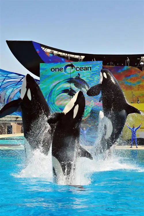 Nasveti za obisk SeaWorld San Diega