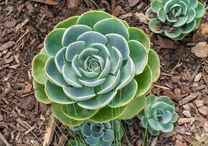 Echeveria suvli navlari va bog'dorchilik bo'yicha qo'llanma