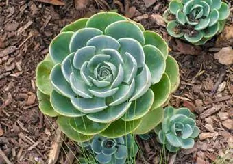 Echeveria