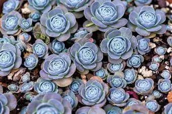 Echeveria përhapet në kopsht