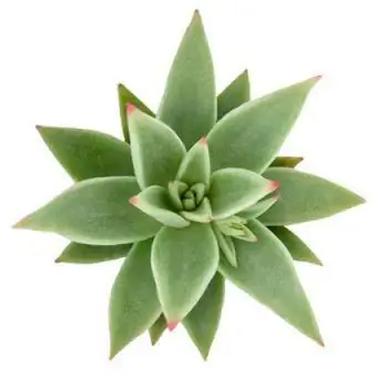 Agavoides Martins Hybrid