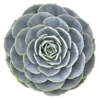 Echeveria Imbricata Rosa Azul