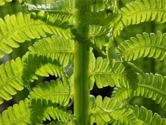 Ostrich Fern (Struthiopteris)