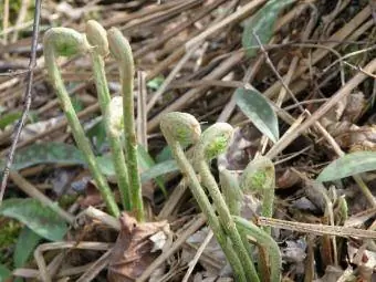 mga fiddlehead ng ostrich fern