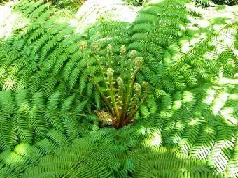 buong ostrich fern