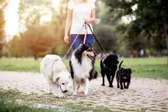 Kutyasétáltató élvezi a szabadban a parkban, kutyák csoportjával