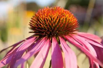 ሐምራዊ coneflower መካከል closeup