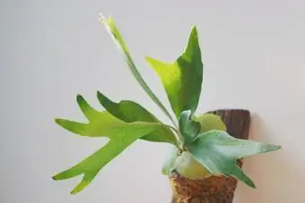 staghorn fern