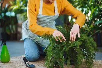 Boston fern