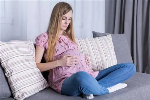 Si ndikon të qenit shtatzënë një nënë adoleshente?