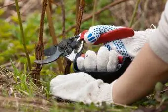 Mga kamay sa guwantes na pinuputol ang raspberry gamit ang mga secateurs