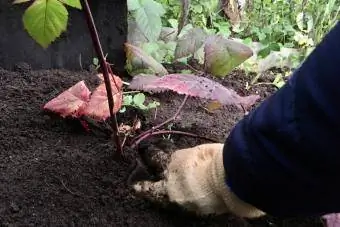 Planter un plant de framboisier au jardin