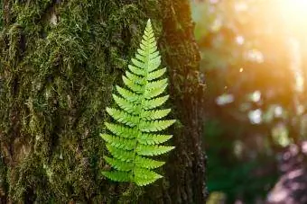 Zöld Páfrány Növény Levél Texturált Nyáron A Természetben