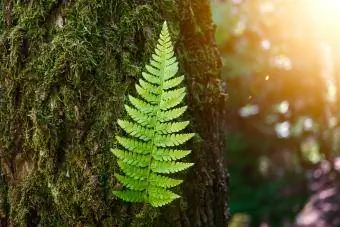 Foglia di pianta di felce verde strutturata in estate nella natura