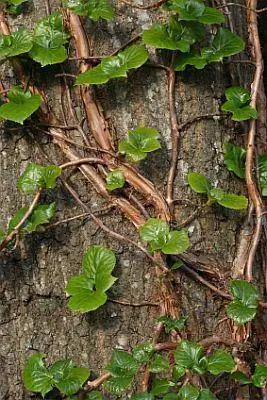 Hortensia escaladora