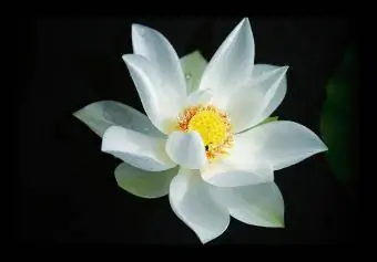 biały kwiat lotosu