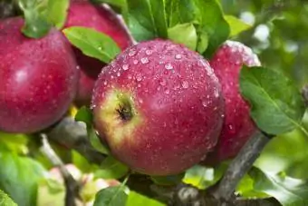 Pommes biologiques sur arbre