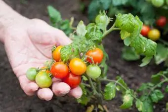 Едър план на ръка, държаща домати в зеленчукова градина
