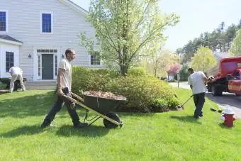 Unkraut im heimischen Garten beseitigen und mit einer Schubkarre wegtragen