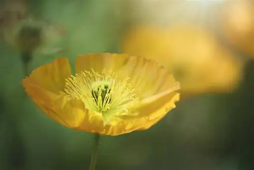 15 желтых весенних цветов для яркого солнечного цвета