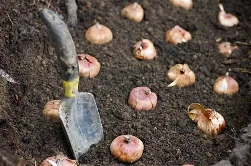 Засаждане на пролетни луковици: Лесно за следване ръководство за начинаещи