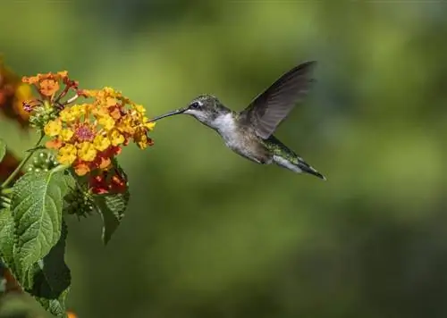 12 květin, které přitahují & Krmné kolibříky