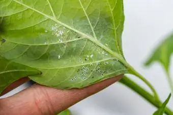 coligări pe plantă