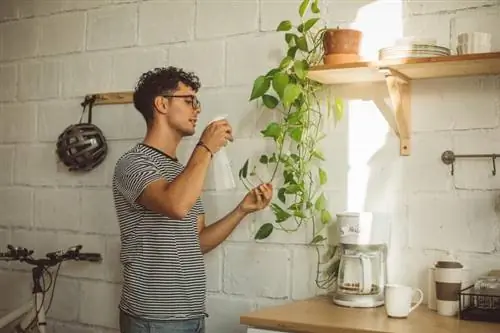 4 maneres senzilles de desfer-se dels insectes a les plantes d'interior