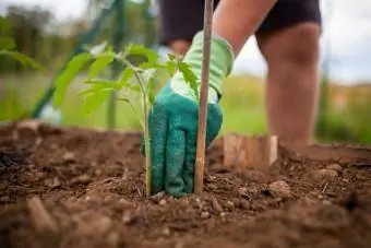 Plantar una planta de tomàquet al jardí