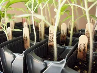 piantine di pomodoro pronte per il trapianto