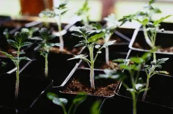 Tomatplantor på nära håll