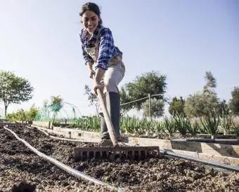 Wanita menyediakan taman untuk tomato